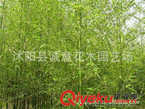 基地供應四季長青 竹苗 剛竹 特別好養
