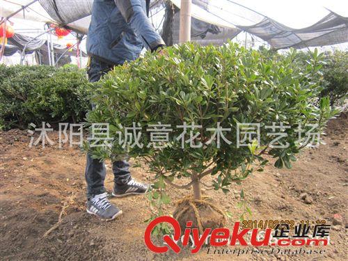 批發(fā) 綠化苗木 海桐球 冬青球 黃揚(yáng)球 紅葉石楠球 規(guī)格齊全