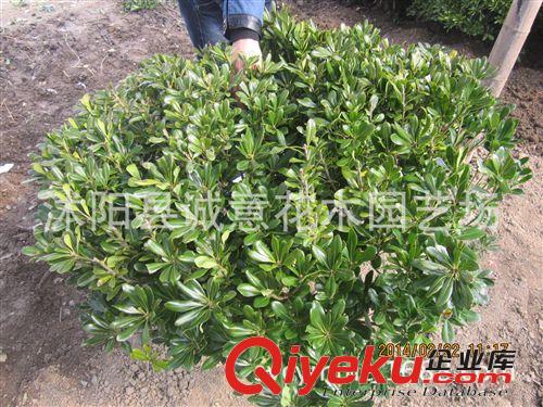 批發(fā) 綠化苗木 海桐球 冬青球 黃揚(yáng)球 紅葉石楠球 規(guī)格齊全