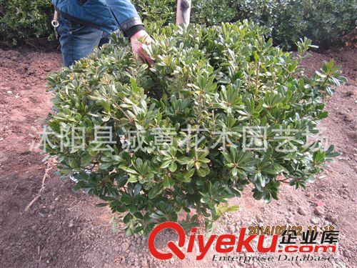 批發(fā) 綠化苗木 海桐球 冬青球 黃揚(yáng)球 紅葉石楠球 規(guī)格齊全