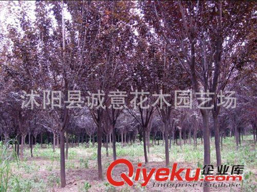 批發 綠化苗木   紅葉李/紫葉李   紫薇   白玉蘭   規格齊全