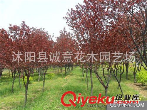 批發 綠化苗木   紅葉李/紫葉李   紫薇   白玉蘭   規格齊全