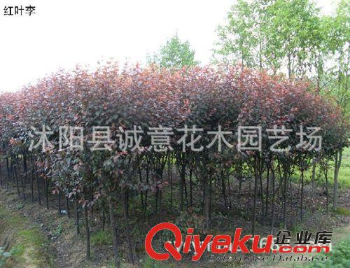 批發 綠化苗木   紅葉李/紫葉李   紫薇   白玉蘭   規格齊全