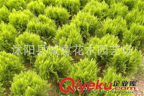 批發(fā) 綠化苗木 灑金柏 鋪地柏  側(cè)柏  龍柏  快柏 品種齊全
