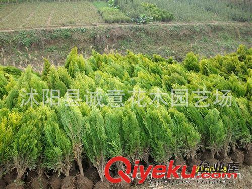 批發(fā) 綠化苗木 灑金柏 鋪地柏  側(cè)柏  龍柏  快柏 品種齊全