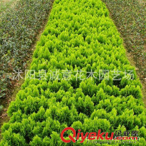 批發(fā) 綠化苗木 灑金柏 鋪地柏  側(cè)柏  龍柏  快柏 品種齊全