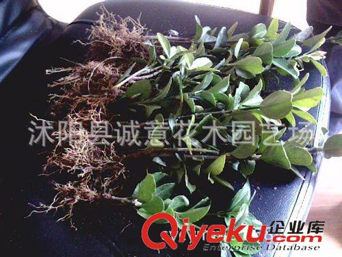 批發 四季常青 綠化苗木 冬青苗 冬青球  規格齊全 歡迎來電咨詢