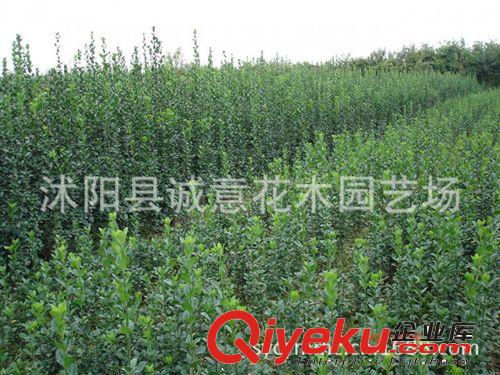 基地銷售 北海道黃楊 龍柏 衛(wèi)矛 扶芳藤 金葉女貞 綠化灌木