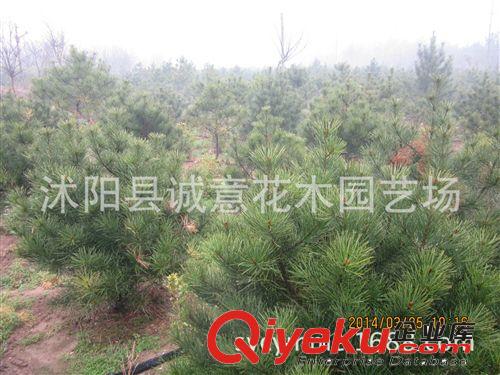 批發 綠化苗木 白皮松  白皮松小苗  規格齊全  歡迎來電咨詢