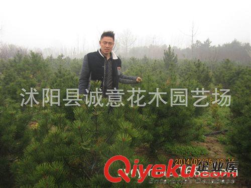 批發 綠化苗木 白皮松  白皮松小苗  規格齊全  歡迎來電咨詢