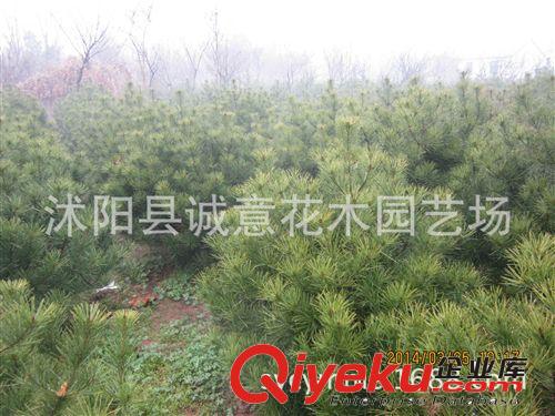 批發 綠化苗木 白皮松  白皮松小苗  規格齊全  歡迎來電咨詢