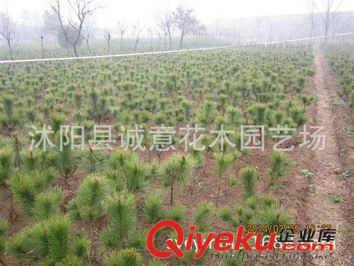 批發(fā) 綠化苗木 黑松  黑松小苗   規(guī)格齊全 歡迎來電咨詢