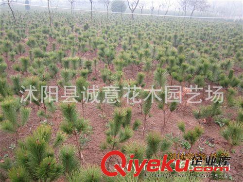 批發(fā) 綠化苗木 黑松  黑松小苗   規(guī)格齊全 歡迎來電咨詢
