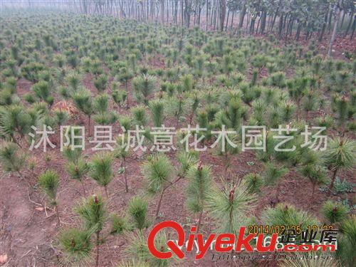批發(fā) 綠化苗木 黑松  黑松小苗   規(guī)格齊全 歡迎來電咨詢