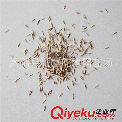 批發(fā)  高羊茅 四季青  狗牙根   黑麥草 草坪種子 品種齊全原始圖片2