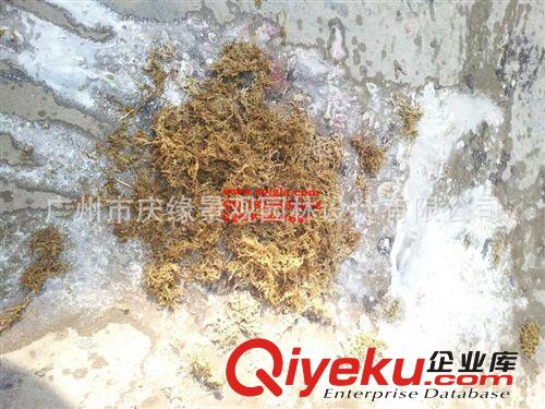 護盆青苔插花配材花材干枝批發可定制黃青苔紅青苔蘚草廠家直銷原始圖片3