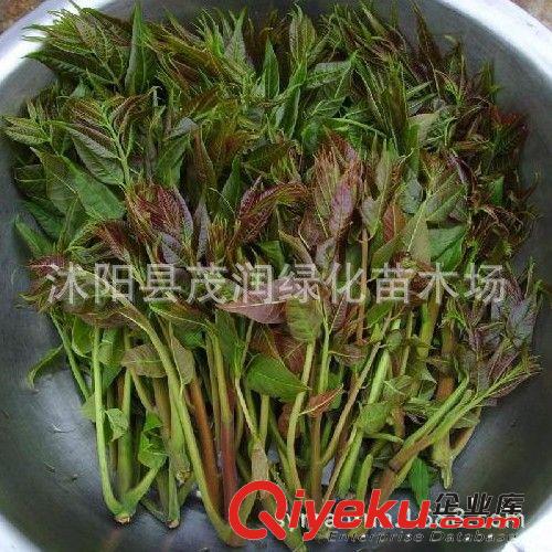 出售當(dāng)年采芽菜種子 樹(shù)上蔬菜 紅油香椿種子，彩包原裝種子原始圖片3