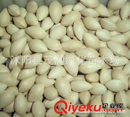 苗圃直售綠化苗木 喬木 紫薇種子每斤只賣78元 百日紅種子凈種