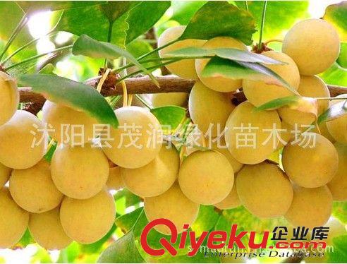 茂潤苗木基地大量出售當(dāng)年新采銀杏[白果]種子 出芽率高原始圖片2