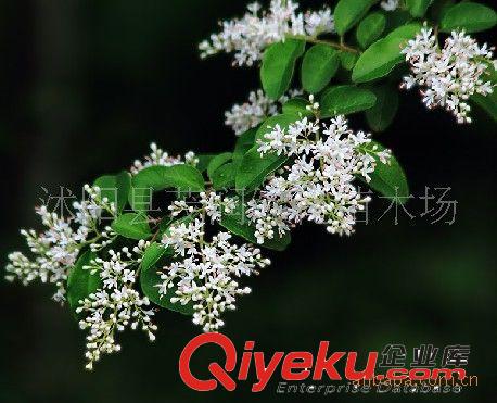 大量供應(yīng)當年新采的小葉女貞種子,每斤tj15元,量大優(yōu)惠原始圖片2