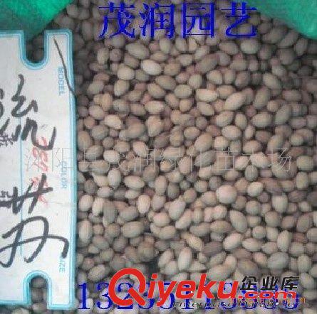 出售流蘇樹種子 國家二級保護植物 當年新采種子原始圖片2