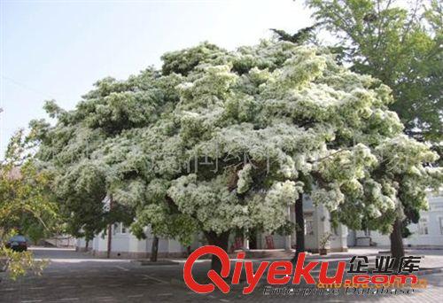 出售流蘇樹種子 國家二級保護植物 當年新采種子原始圖片3