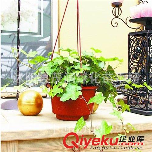 室內(nèi)盆栽凈化空氣植物 四季常青花卉 吸甲醇 防輻射 常春藤原始圖片2