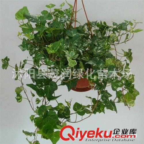 室內(nèi)盆栽凈化空氣植物 四季常青花卉 吸甲醇 防輻射 常春藤原始圖片3