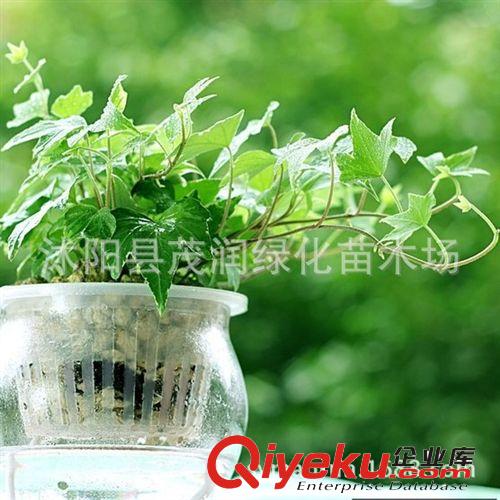 tj供應(yīng)爬藤月季 安吉拉 及多個(gè)品種 2-3年生 盆栽棵