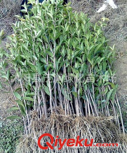 苗木基地大量出售地被植物 新型觀葉花卉金邊麥冬0.2元一棵
