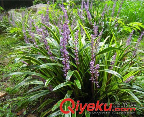 退地處理綠化苗子 龍柏條 園林綠化植物 四季常青樹(shù) 80厘米高以上