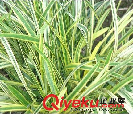 苗木基地大量出售地被植物 新型觀葉花卉金邊麥冬0.2元一棵原始圖片3
