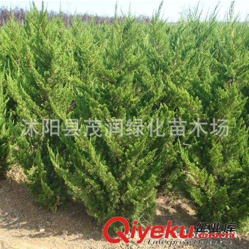 苗圃直銷園林綠化植物 高桿紫花木槿 庭院栽培 凈化空氣2-5厘米