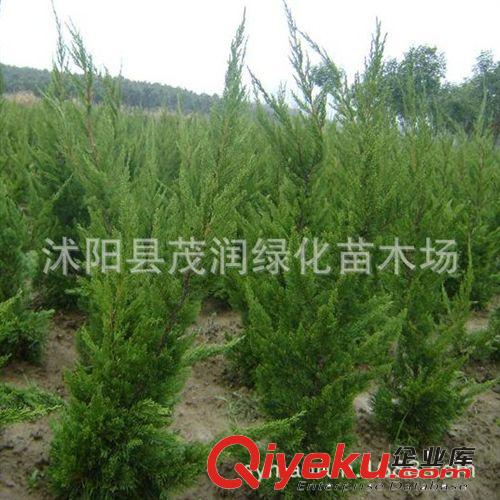 退地處理綠化苗子 龍柏條 園林綠化植物 四季常青樹(shù) 80厘米高以上原始圖片2