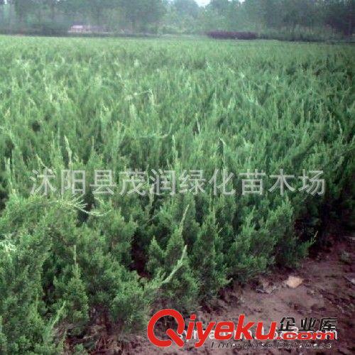 退地處理綠化苗子 龍柏條 園林綠化植物 四季常青樹(shù) 80厘米高以上原始圖片3
