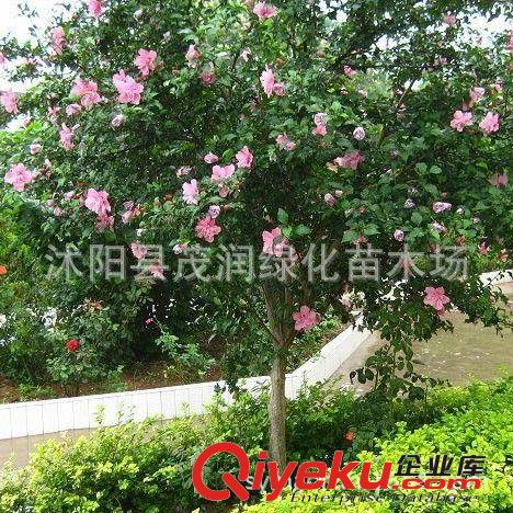 庭院攀緣綠化樹苗 盆栽植物 日本多花紫藤 50厘米高以上只賣2元