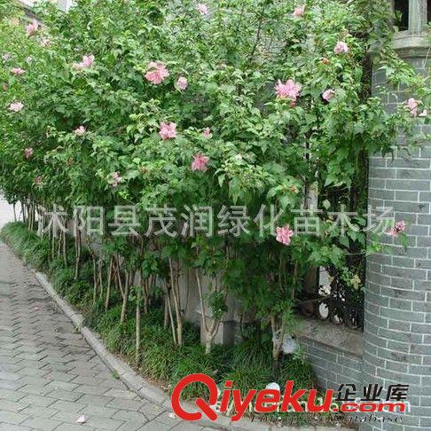 苗圃直銷園林綠化植物 高桿紫花木槿 庭院栽培 凈化空氣2-5厘米原始圖片2