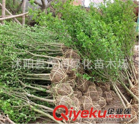 苗圃直銷園林綠化植物 高桿紫花木槿 庭院栽培 凈化空氣2-5厘米原始圖片3