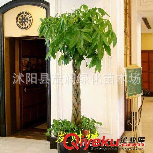 室內(nèi)迷你盆栽小榕樹盆景 榕樹盆栽 裝點家居，凈化室內(nèi)空氣