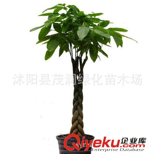 室內(nèi)擺放大型觀葉綠植物 凈化空氣吸甲醇 防輻射植物 盆栽發(fā)財(cái)樹原始圖片3