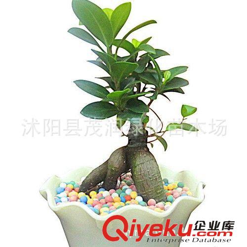 室內(nèi)迷你盆栽小榕樹盆景 榕樹盆栽 裝點家居，凈化室內(nèi)空氣