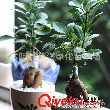 室內(nèi)迷你盆栽小榕樹盆景 榕樹盆栽 裝點家居，凈化室內(nèi)空氣原始圖片3