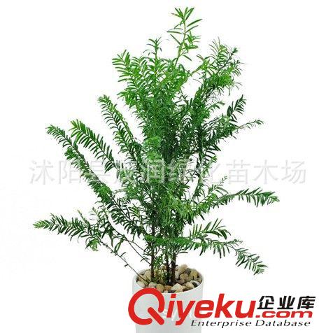 室內(nèi)迷你盆栽小榕樹盆景 榕樹盆栽 裝點家居，凈化室內(nèi)空氣