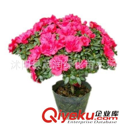 全年開花 室內(nèi)擺放觀花植物 凈化空氣比利時杜鵑 西洋杜鵑 盆栽棵原始圖片2