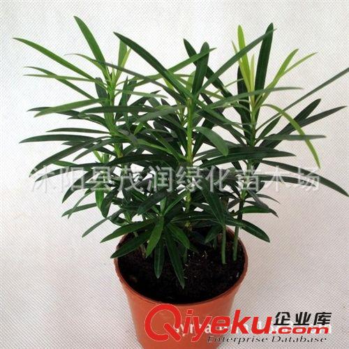 全年開花 室內(nèi)擺放觀花植物 凈化空氣比利時杜鵑 西洋杜鵑 盆栽棵
