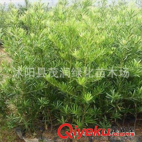 苗圃直銷庭院綠化室內(nèi)盆栽凈化空氣花卉植物 羅漢松苗10-20厘米高原始圖片2