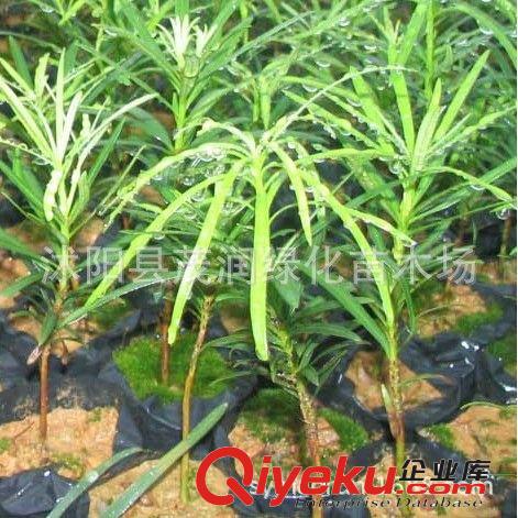 苗圃直銷庭院綠化室內(nèi)盆栽凈化空氣花卉植物 羅漢松苗10-20厘米高原始圖片3