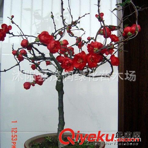 苗圃直銷庭院綠化室內(nèi)盆栽凈化空氣花卉植物 羅漢松苗10-20厘米高