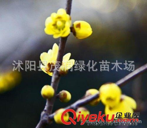 茂潤(rùn)綠化苗木場(chǎng)出售灌木觀花植物 連翹 黃老虎 黃花條庭院園林用