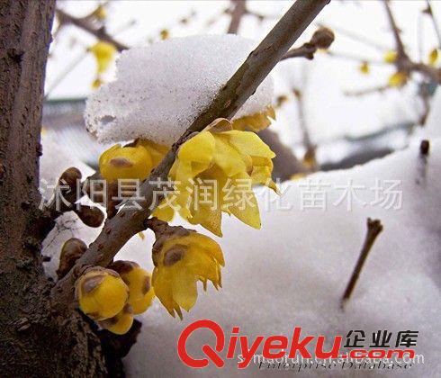 出售庭院綠化苗木 盆栽觀花植物 臘梅盆景棵 5年生原始圖片3